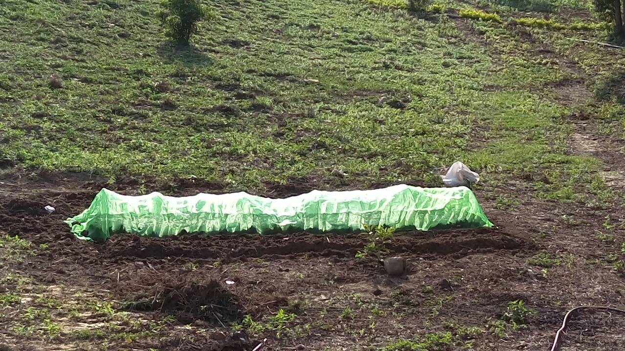 現場實景拍攝‧蒜苗初種